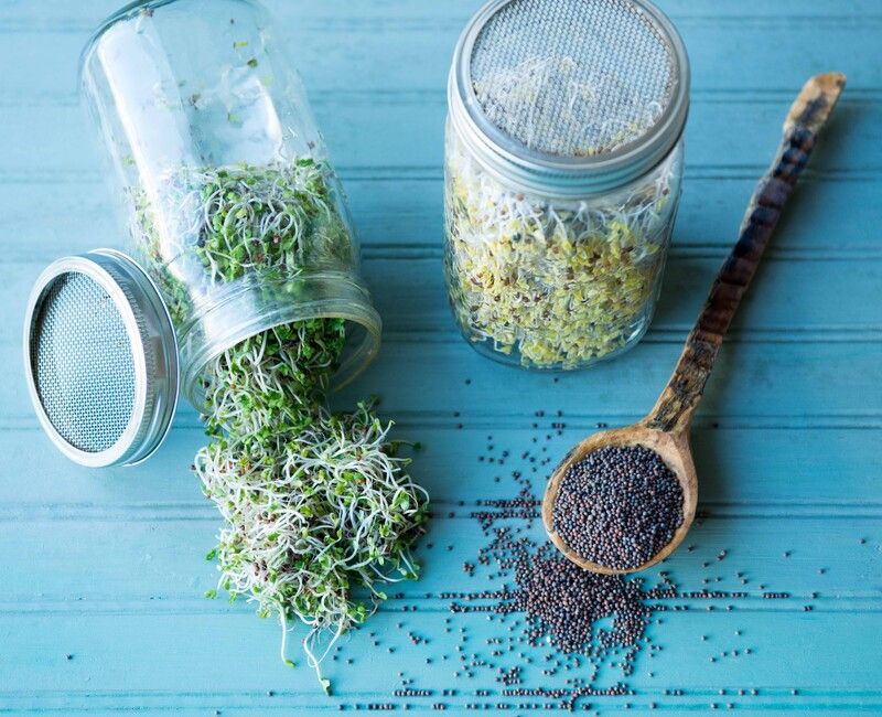 How to Make Fresh Broccoli Sprouts